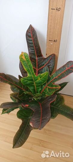 Кодиеумы разные, фикусы разные