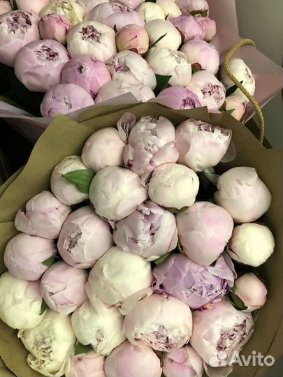 Пионы опт Цветы пионы Букет пионов. букет цветов