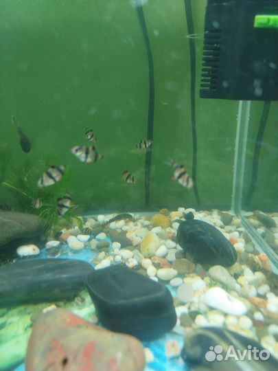 Аквариумные рыбки