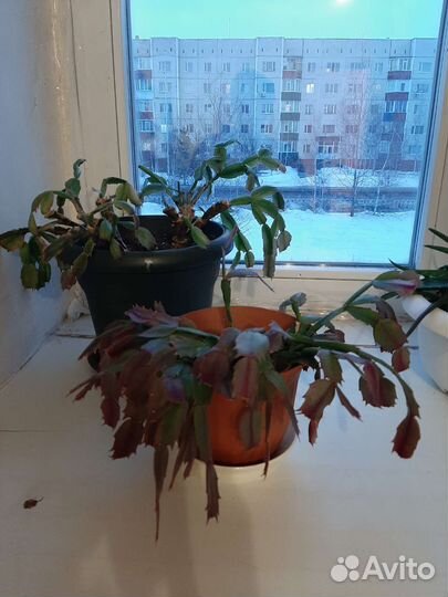 Кактус, декабрист