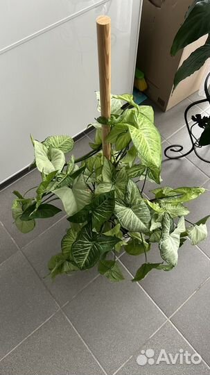 Комнатное растение сингониум