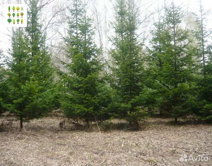 Саженцы ели с гарантией опт