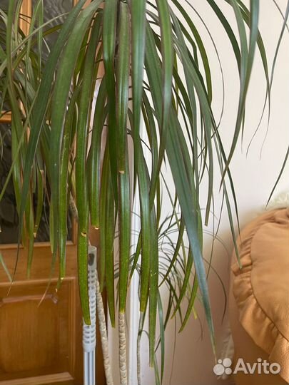 Пальма драцена
