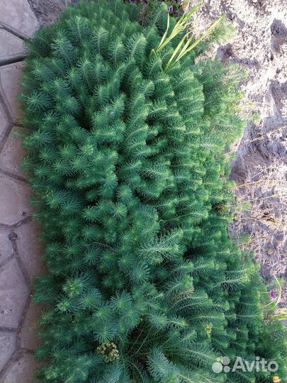 Молочай (многолетник)