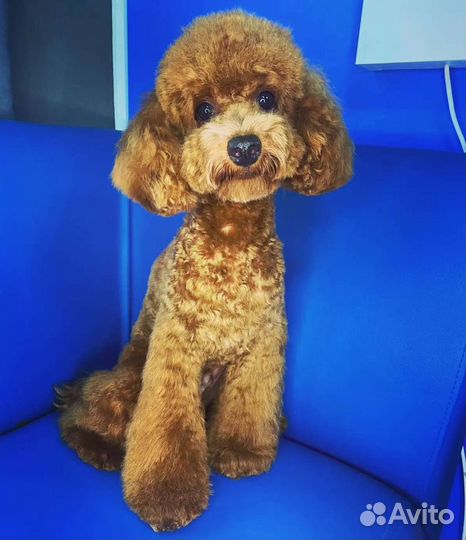 Стрижка животных