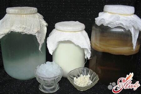 Чайный, молочный грибы