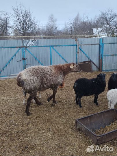 Баран гиссарский