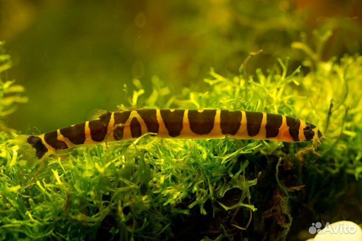 Аквариумные рыбки Галактика Коридорас Растение