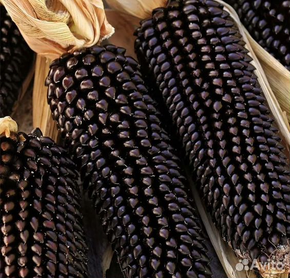 Рассада кукурузы black popcorn