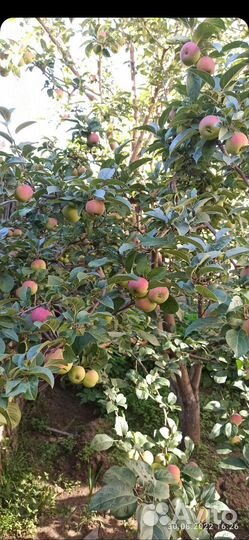 Саженцы яблони