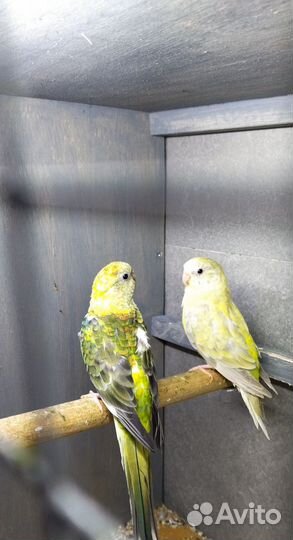 Певчий попугай, Розелла, корелла,амадины, волнис