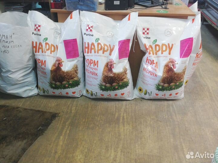 Куры молодки