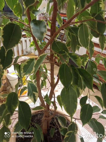 Фикус бенджамина пестролистный