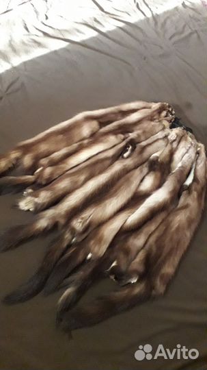 Шкуры куниц