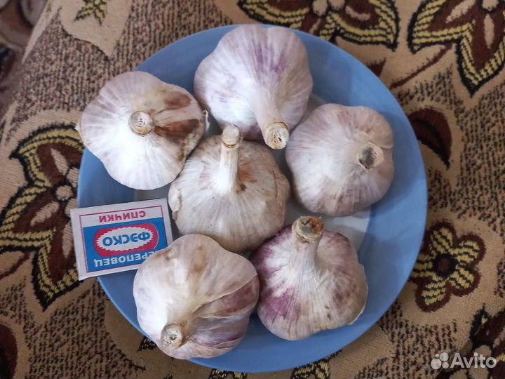 Продам чеснок