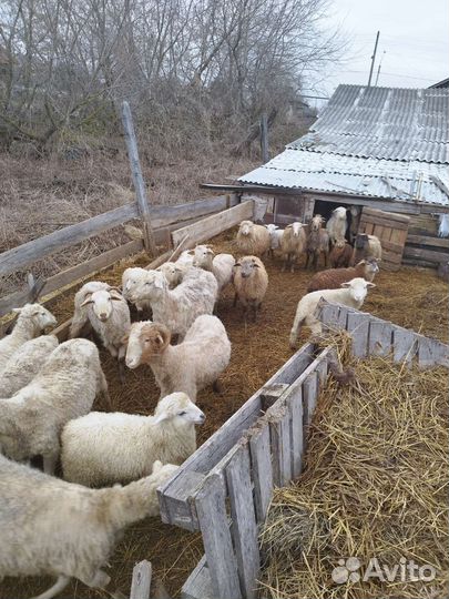 Овцы бараны ягнята оптом