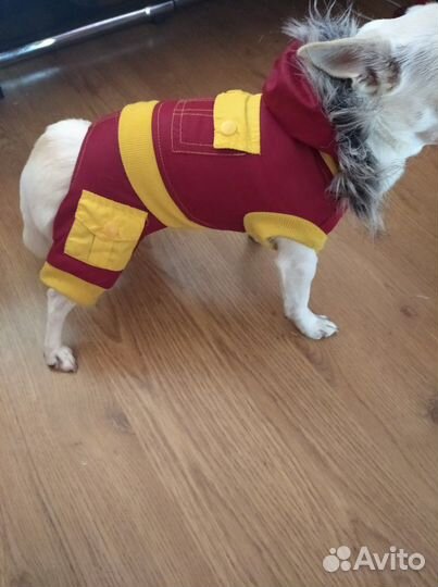 Одежда для собак