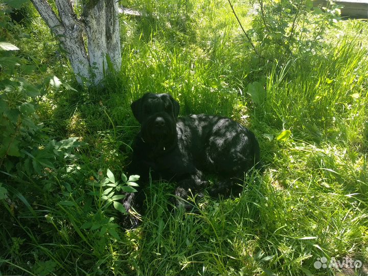 Вязка ризеншнауцер