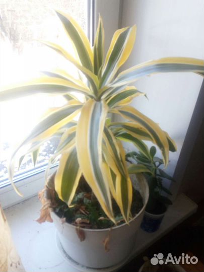 Шефлера и мята комнатная,драцена