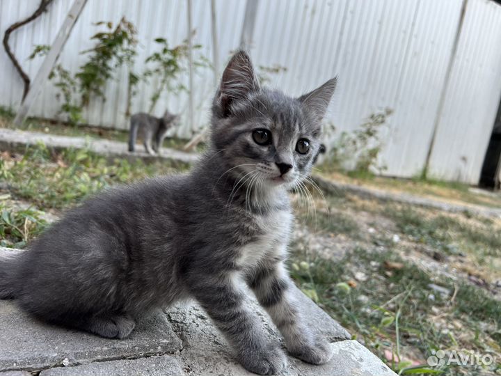 Кошки