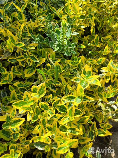 Садовые многолетники