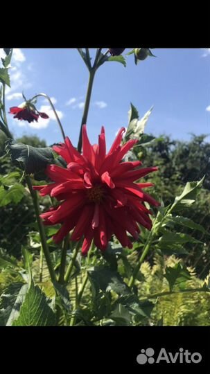 Георгины корни