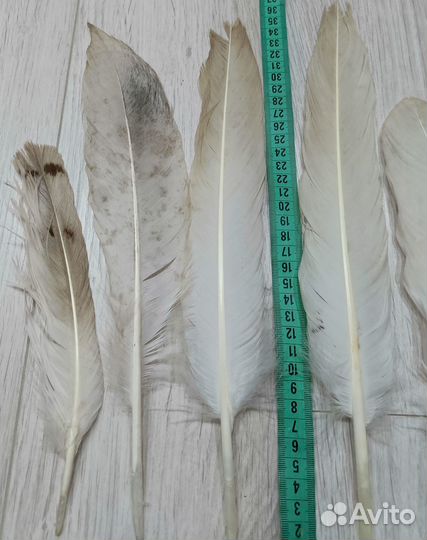 Натуральные перья хищных птиц 6 шт