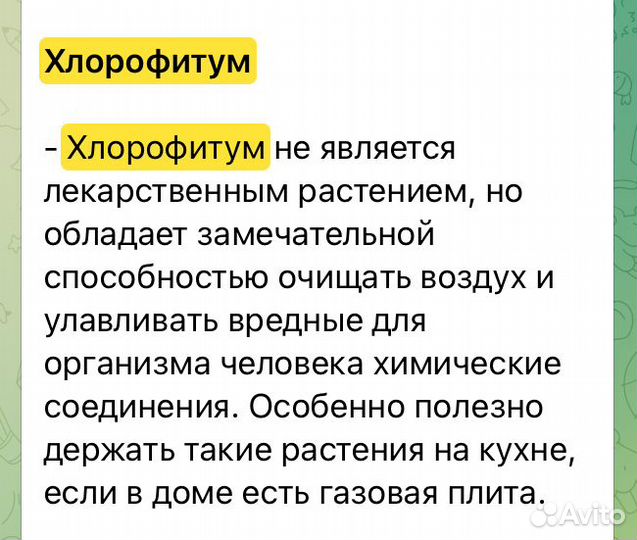 Хлорофитум Царицыно