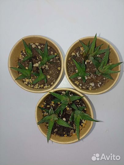 Растения (несколько видов)