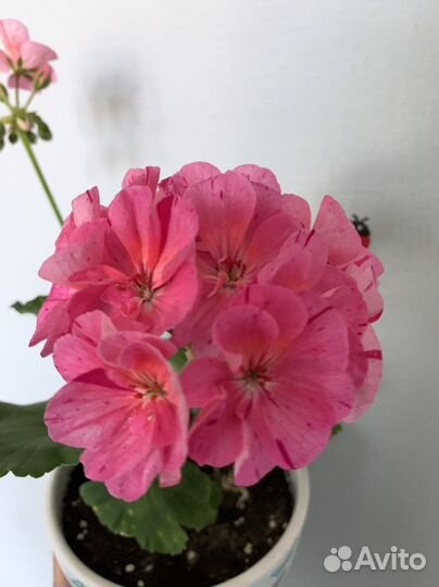 Пеларгония герань