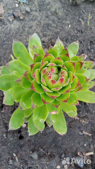 Фиалка Сестринская, Каменная роза,Люпин