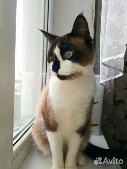 Фреда ищет дом