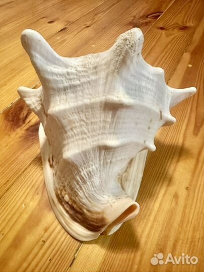 Ракушка морская большая