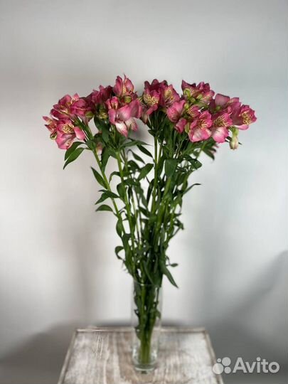 Альстромерия цветы