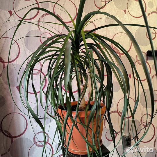 Цветок, Нолина или Бокарнея, вместе с подставкой