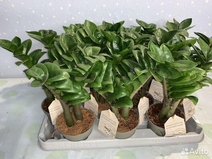 Замиокулькас Зензи 9/25см