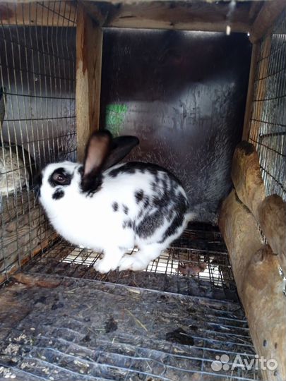 Кролы породы, Фландр, Строкач