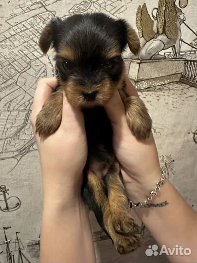 Йоркширский терьер