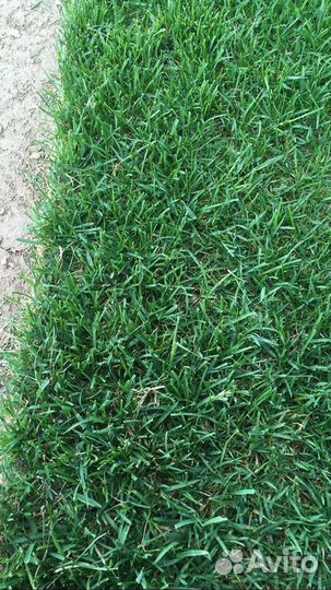 Рулонный газон с укладкой и гарантией