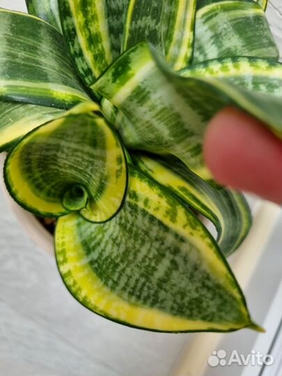 Сансевьерия сортовая