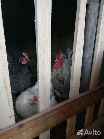 Продам петуха