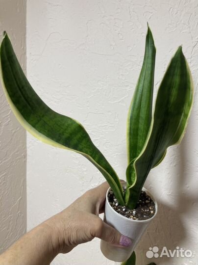 Сансевиерия голден ханни