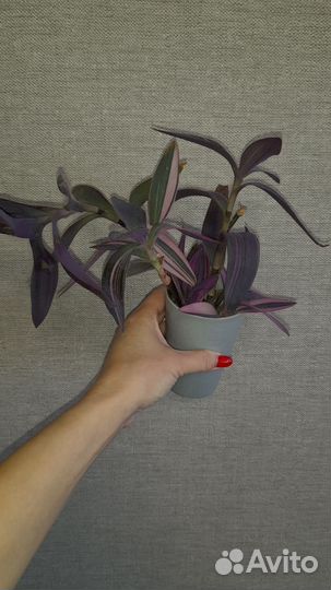 Традесканции