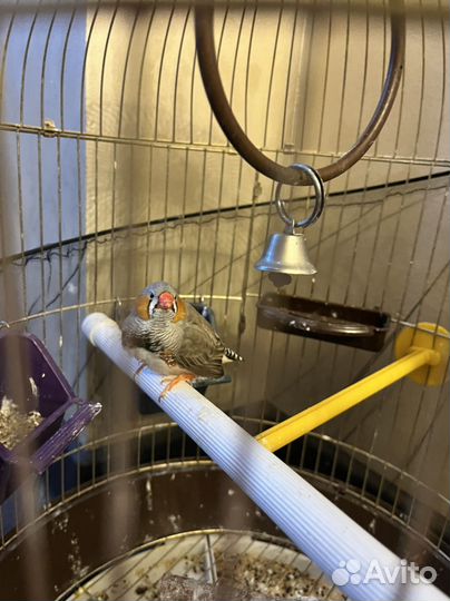 Зебровые амадины