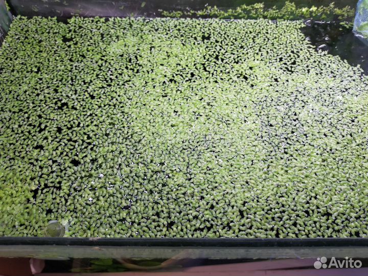 Ряска для аквариума