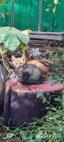Кошки в добрые руки