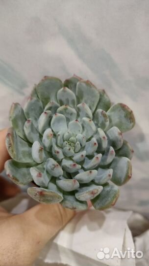 Эхеверии суккуленты