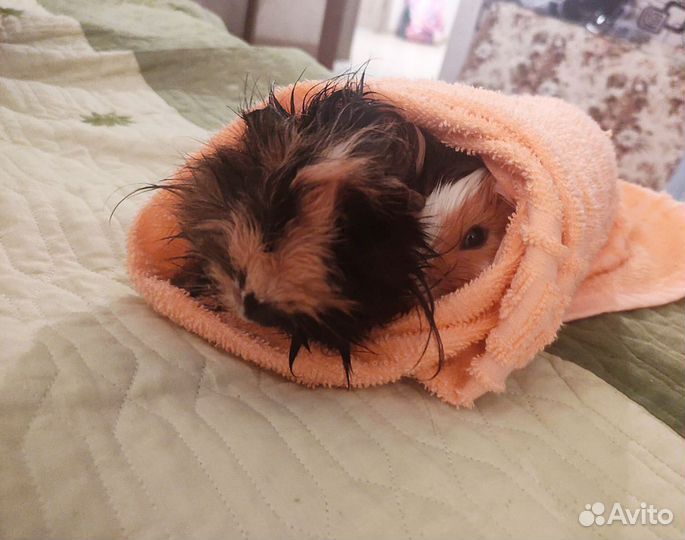 Морские свинки