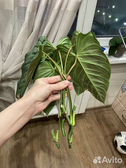 Филодендрон сплендид