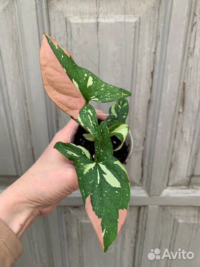 Сингониум в ассортименте часть 1